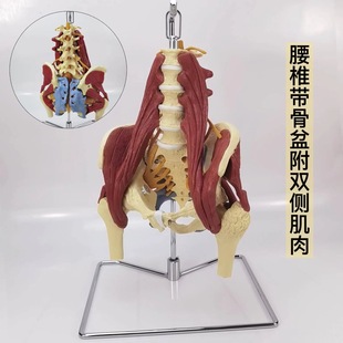 Human Lumbar spine with muscle model pelvic bone lumbar disc prominent maternal pelvic floor muscle repair demonstration sacrum bone