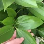 办公客厅植物盆栽平安树