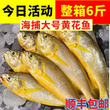 黄鱼黄花鱼新鲜舟山小黄鱼海鲜水产批发鲜活整箱3斤6斤独立站