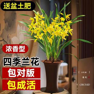 Orchid Potted Plants Shipped with Buds, Precious Flower Plants, Fragrant Orchid Seedlings, Fragrant Orchids Blooming in All Seasons, Green Plants