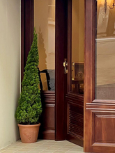 松柏树苗龙柏扁柏塔松圣诞树真绿植大型户外庭院好养侧柏四季常青