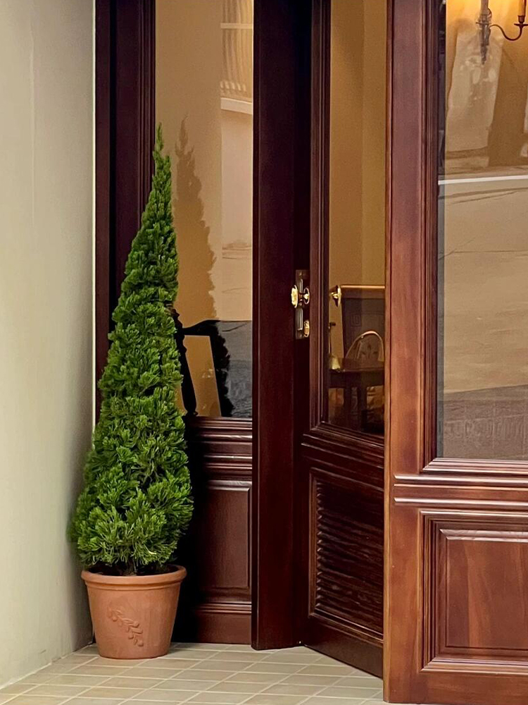 松柏树苗龙柏扁柏塔松圣诞树真绿植大型户外庭院好养侧柏四季常青