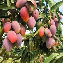 FârˮFժ59]lQ״𮔼ˮ