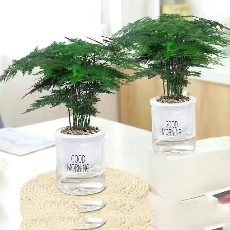 Planta decorativa de bambú en botella de vidrio, hidroponía con pino y nubes, ideal para sala de estar u oficina image 12