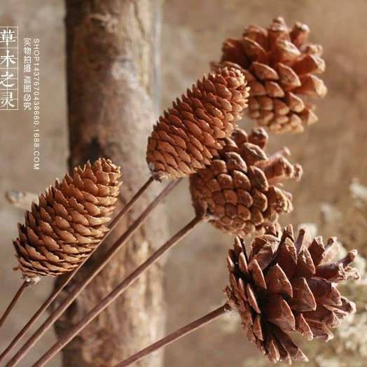 Сосновая шишка ель Одиночная сосновая башня Цветочная композиция Реквизит Растение Сухие цветы Сухофрукты Макет сайта Ретро Реквизит для фотографий