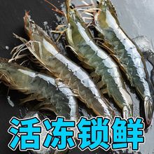 青岛大虾鲜活冷冻基围虾白虾冻虾海虾水产批发一整箱