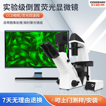 倒置荧光显微镜癌症骨髓软骨细胞观察细菌培养观察荧光分析显微镜