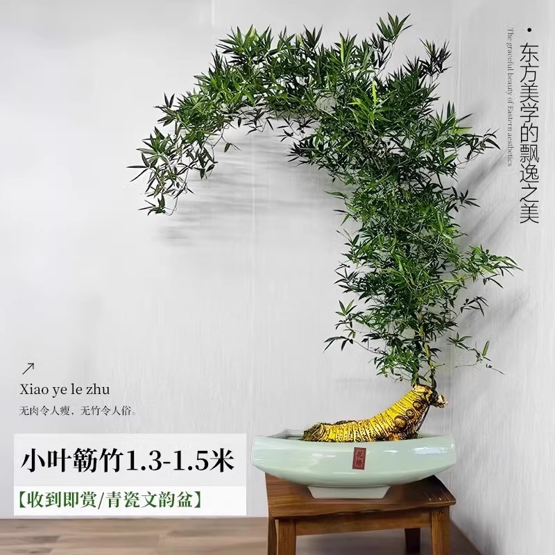 【带根老桩】A+级精品造型小叶簕竹 1.3-1.5m【青瓷文韵盆】
