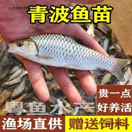 清波鱼苗淡水养殖食用四川本地稀有活物青板中华倒刺鲃乌鳞鱼