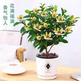 含笑花盆栽花卉芳香浓郁开花不断室内外阳台客厅庭院树苗老桩花草