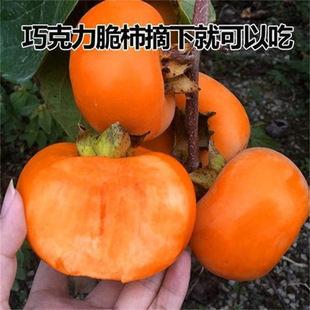 �ɿ������������Ә���޽Ӽt���\ܛ�������Ա��Ϸ��Nֲ����Y��