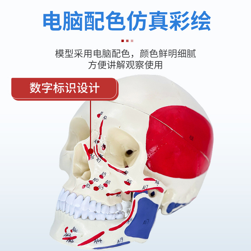 1 a 1 cabeza cráneo humano natural grande adulto cráneo enseñanza médica belleza cráneo modelo