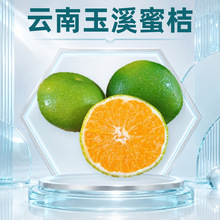 云南玉溪青皮蜜桔 批发代发早熟蜜橘大果特大果3/5/8斤新鲜水果