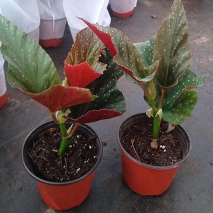 �񹝺��Ļ������Դ��~���c�׻��ļ��̨�^�~�ﺣ��ľ���Gֲ����B