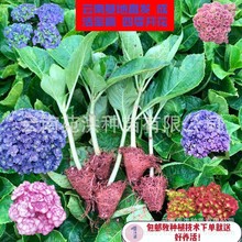 热销昆明鲜花绣球花苗 绿化苗无尽夏八仙花绣球苗 多品种基地批发