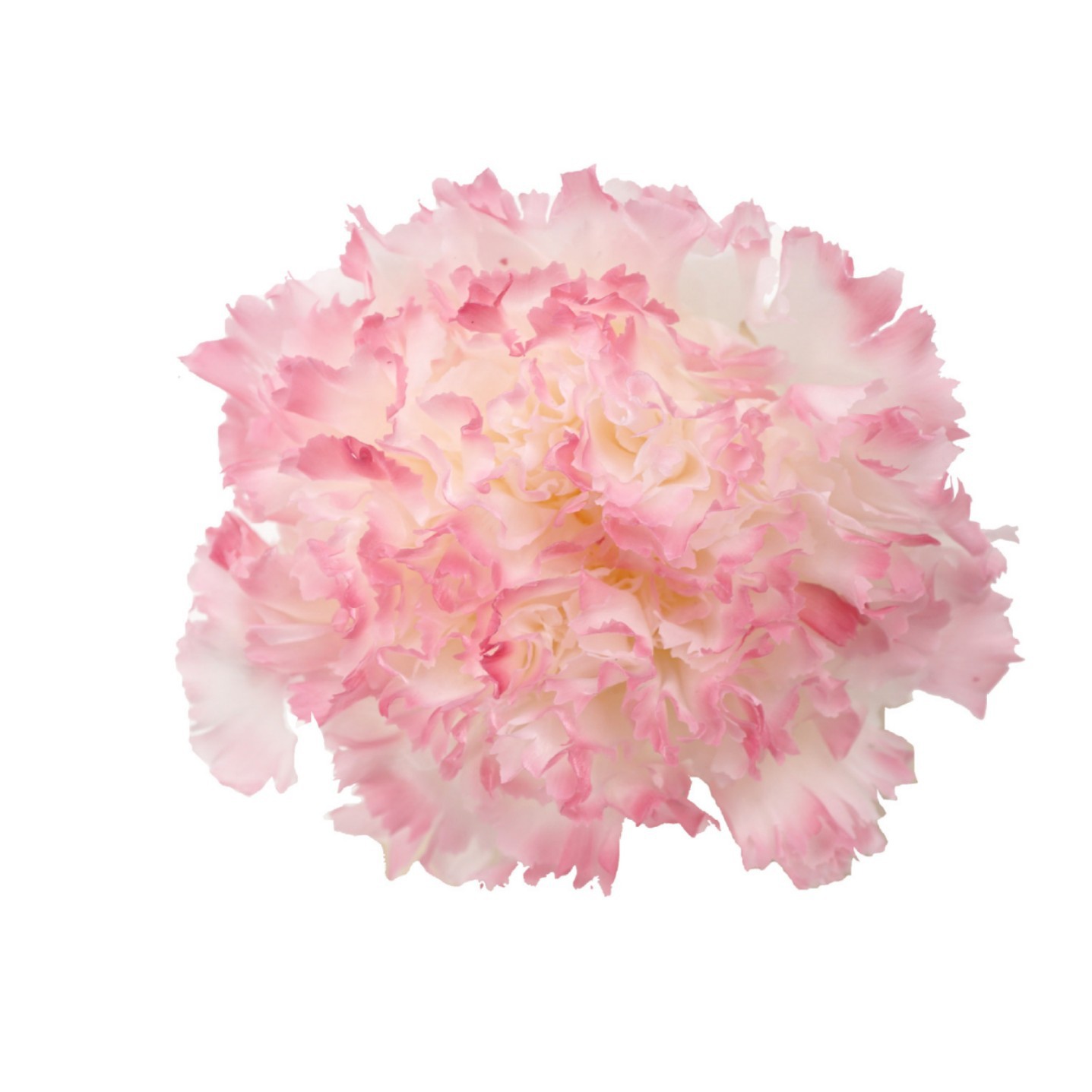 Cabezas de Claveles Preservadas A+, 4-5 cm, Paquete de 8, Arte Floral DIY, Caja de Regalo Educativa, Día de la Madre, Venta al por Mayor de Fábrica