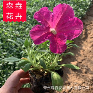 ���Ի��ܴ�ឰ���ţ ���ݲݻ��������l��ţ��ľ ���^�G������ţ