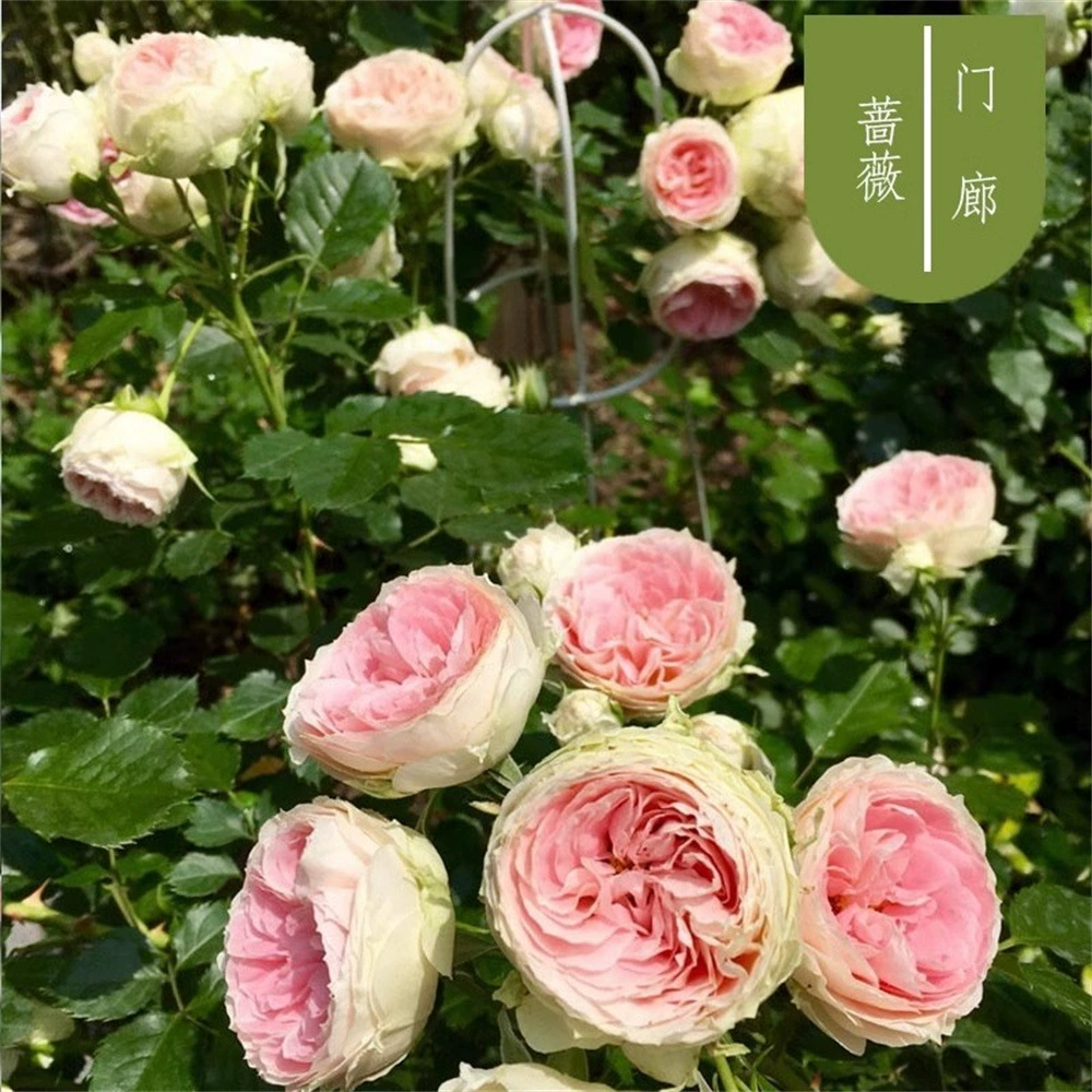 Саженцы роз для веранды, лавандовые венки, вьющиеся розы, ароматные садовые цветы, вьющиеся растения, розы, которые цветут круглый год