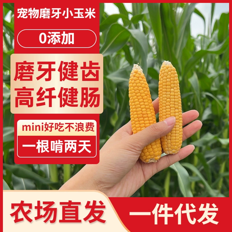 Кукуруза на колосье для грызунов: мини-кукуруза для хомяков, кроликов, шиншилл, морских свинок, золотых хомяков – лакомство для грызения