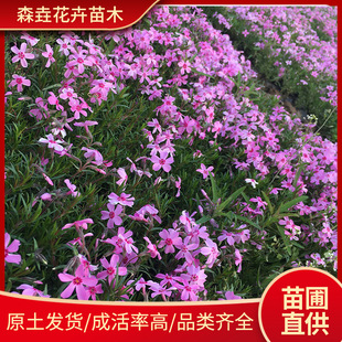 �������������� �޸��������G�����^ �������I�B���煲����������