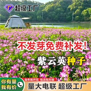 紫云英种子红花草籽果园绿肥固氮养蜂蜜源牧草种子花海景观批发