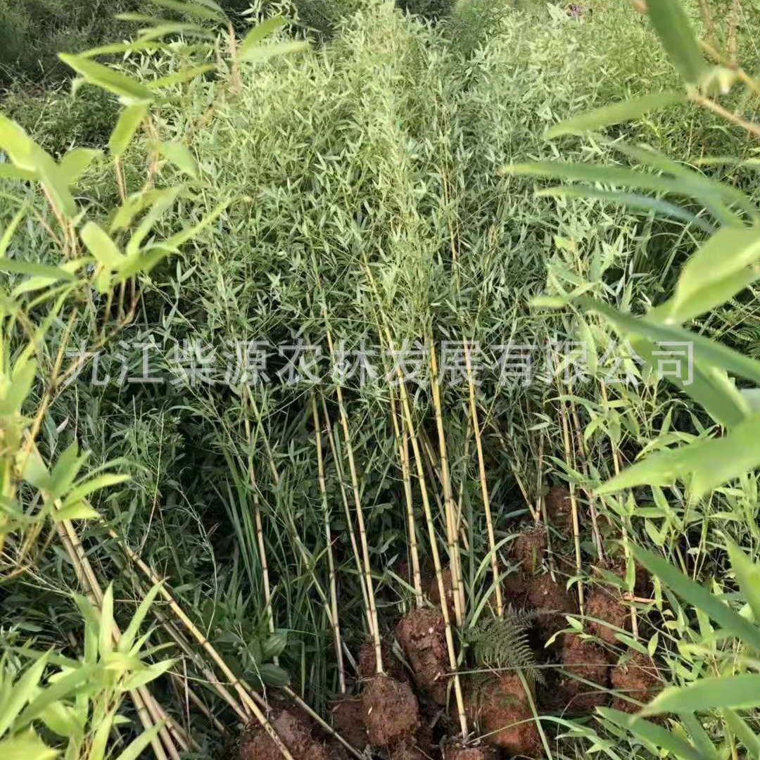 Кужу 2cm Цзижу 2cm Нанжу 2cm Нуоцзю 3m Нуоцзю 3m Нуоцзю 4m Нуоцзю 5m