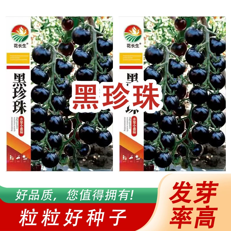 Готовые черные семена жемчужины, вкусные и освежающие семена фруктового помидора, фиолетовые семена помидора для посадки