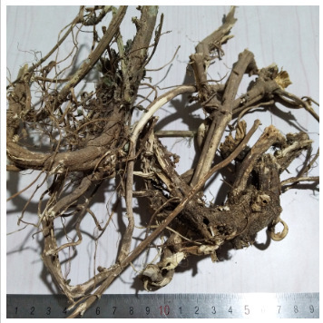 Herbal Medicine Nettle Root Nettle Leaf Nettle Tea Stingting Nettle Nettle Export Nettle Tea Fragments