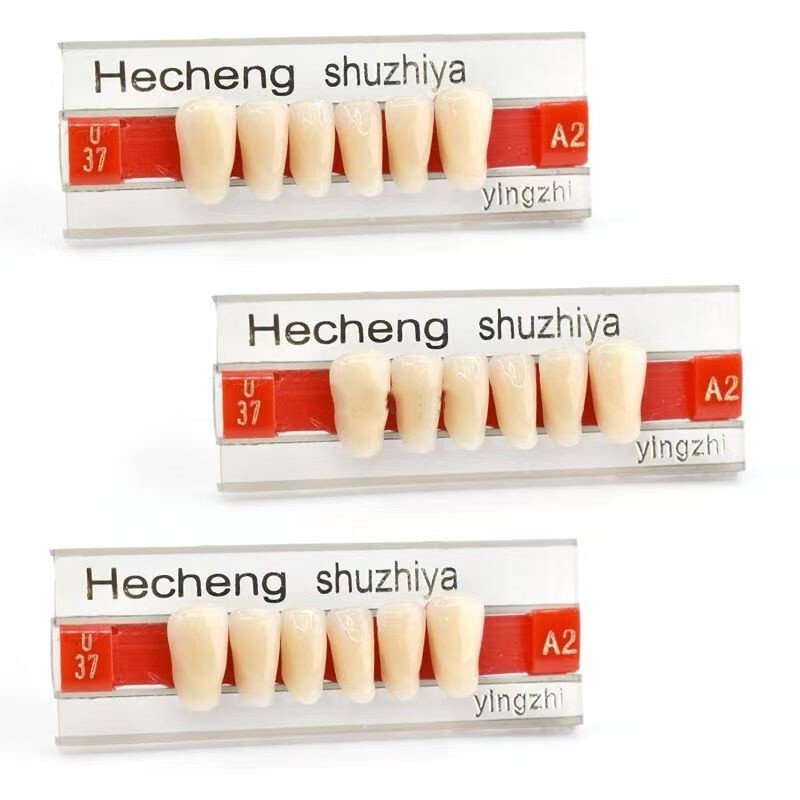 歯科用硬質合成樹脂歯口腔 A2 色義歯加工多層色合成樹脂歯口腔材料|undefined