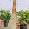 The base is directly supplied to multi -specification -shaped old pile duck feet wooden potted plants with bending Q -shaped view leaf pot plants purify air
