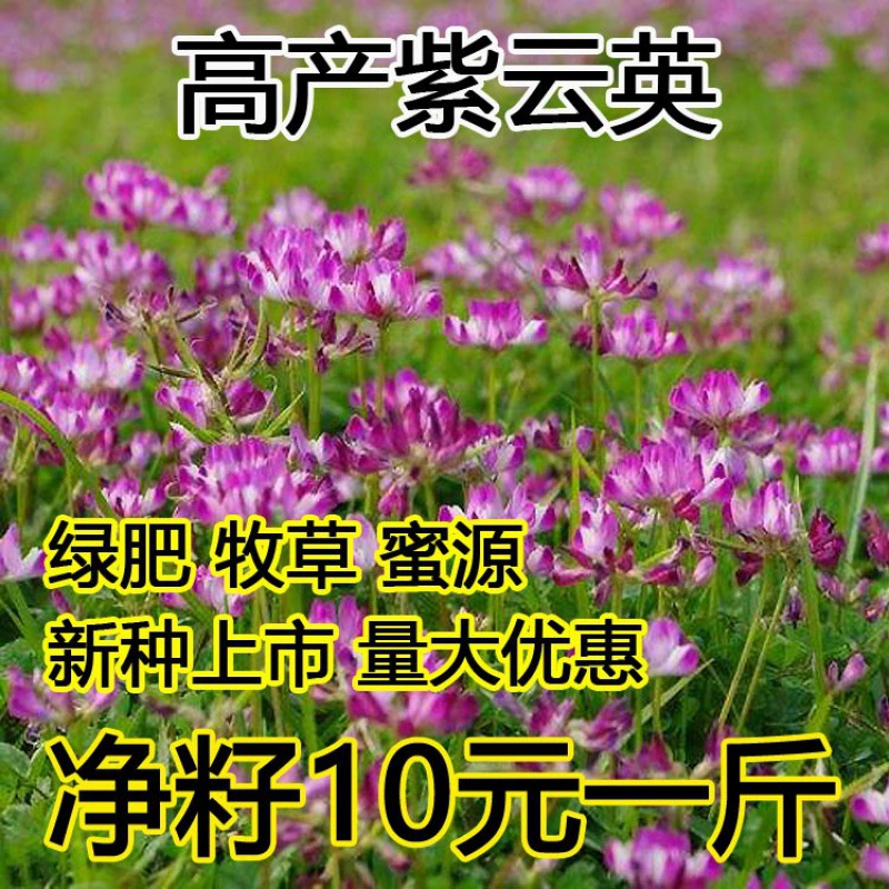 Семена сафлора астрагала sinicus, пчеловодство, нектар, высокий урожай, зеленый навоз, съедобные семена диких овощей