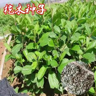 ��ľ���Ϙ�ľ�N�� ��ľ�� ˮ���L ����N�� ˮ���Ϻ����ϷN��