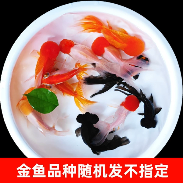 Random goldfish 8-10cm2 will be sent for free, a total of 3 pieces + fish food will be sent (the gift will be spared)