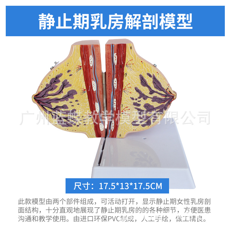 ��ѧ���沸����Ů���鷿����ģ�;�ֹ���ز��ṹģ�߲�����������