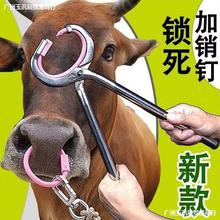 大号牛鼻圈尼龙牛鼻环 不锈钢牛鼻钳子牛用保定器 牛鼻圈养牛设备
