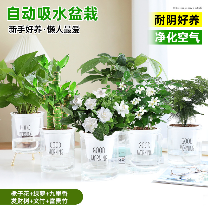 [6 화분 핫셀 조합] 치자나무 + 청무 + 구리향 + 돈나무 + 아스파라거스 + 행운죽