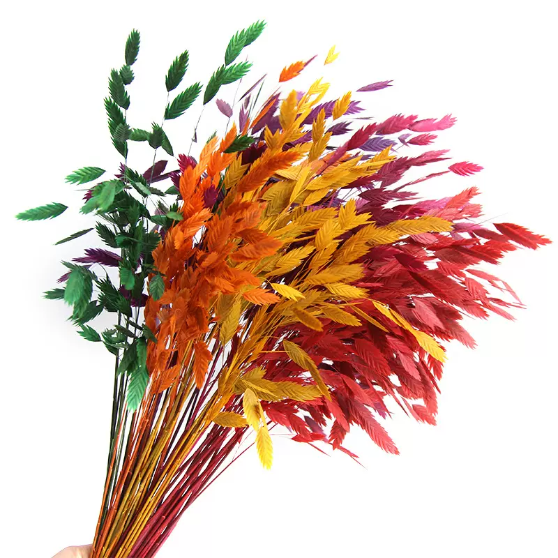 狂想者【50CM永生小盼草10支】干花真花ins手工diy家居装饰花束