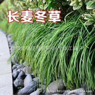 Ophiopogon Japonicus, Long-Leaf Ophiopogon Japonicus, Fresh Cold-Resistant and Shade-Tolerant Grass, Evergreen Courtyard Garden Outdoor Green Plants All Year Round