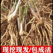 芦笋根苗种植芦笋苗四季种植卢笋种植蔬菜三年种苗阳台盆栽苗其他