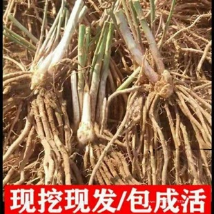 �J�S����Nֲ�J�S���ļ��Nֲ�R�S�Nֲ�߲�����N���̨����������