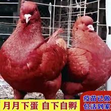 鸽子活物一对元宝鸽大体鸽不会飞的纯观赏鸽特大型包邮包活【