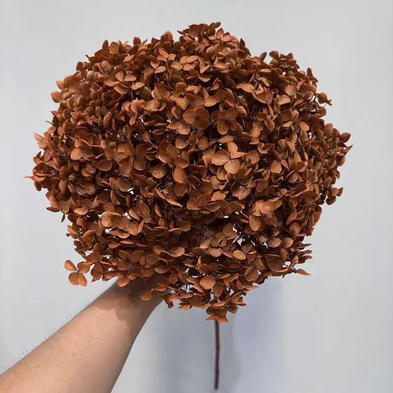 Yunnan Anna Hydrangea Flower Wholesale DIY Flower Preservation Flower Materiales de Regalo de Navidad