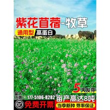 ϻޣNѴ~ݷNò~uZļߵ׶