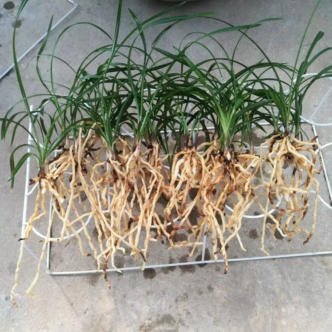 6 видов орхидей, включая орхидею Four Seasons, орхидею Jian, орхидею Spring Sword, орхидею Huai, гибридную орхидею, орхидею Spring Orchid и другие.