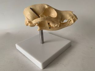 Dog Head Skull Dog Head Skull Animal Skull Small Size Dogs Skeleton Skeleton Animal Specimen Head Teaching Demonstration