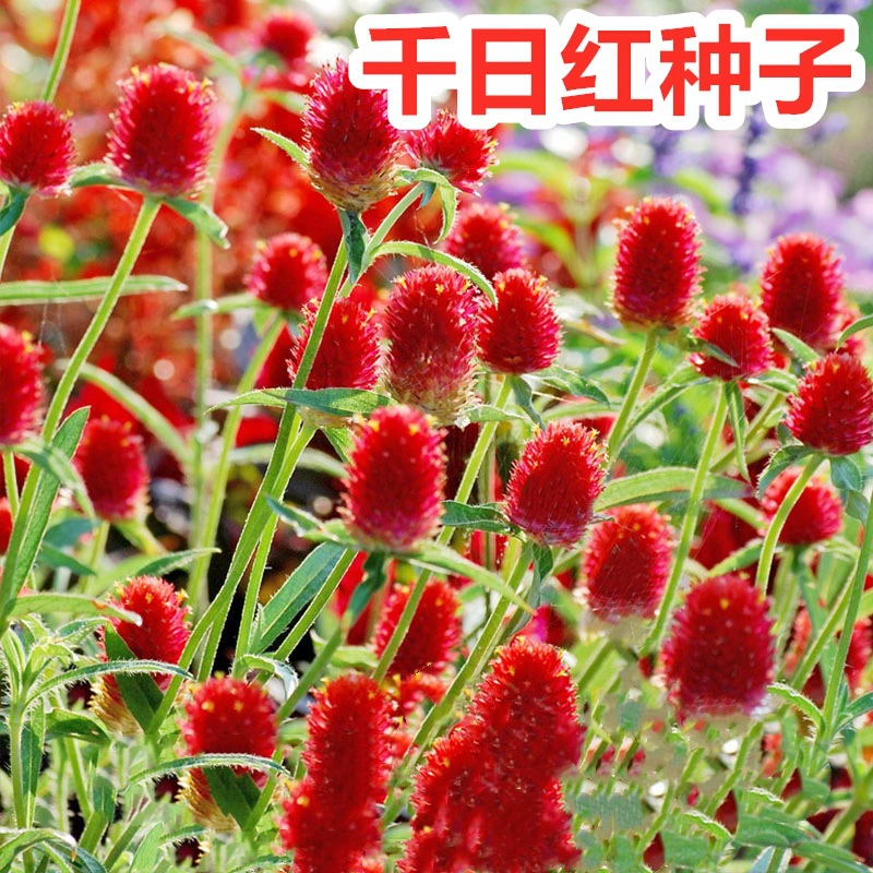 Семена цветов Million Day Purple Hundred Day Red Fireball Flower Dwarf Flower Sea Seeds Весеннее и осеннее посев Легко выращивать растения в горшках.