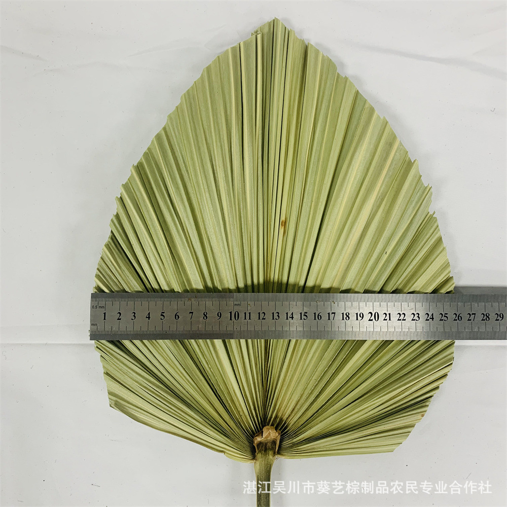 Los fabricantes de hojas de la flor seca de la hoja de la palma de la planta de hoja de la flor seca de la hoja de La Palma