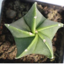 �[�P����ǰ�ɳ  ���P��  ������ �ķN�� 4-6cm���o����ֲ��