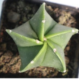 �[�P����ǰ�ɳ  ���P��  ������ �ķN�� 4-6cm���o����ֲ��