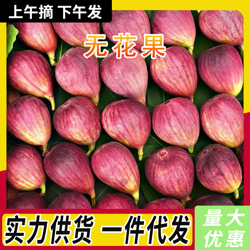 新鲜云南红皮无花果精选大果新鲜现摘应当季孕妇水果软糯香甜整箱